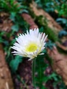 Beautiful White Gerbera Flowers Garden Royalty Free Stock Photo