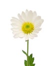 Beautiful white gerbera Royalty Free Stock Photo