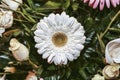 Beautiful white Gerbera surrounded by decorative plants Royalty Free Stock Photo