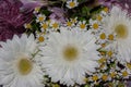 Beautiful white gerberas and chamomiles in one bouquet Royalty Free Stock Photo