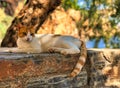 Cat lying on the stone in Agios Nikolaos, Greece Royalty Free Stock Photo