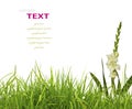 Beautiful White Gladiolus and fresh spring green grass