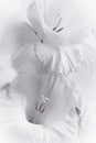 Beautiful white gladiolus like romantic full frame artistic image