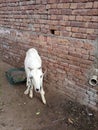 Beautiful white goat looks hungry