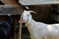 Beautiful white goat on a village farm. Goat close-up. Thoroughbred goat