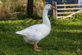 A beautiful white goose in the garden Royalty Free Stock Photo