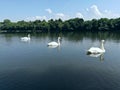 Beautiful white goose grey and white goos