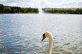 Beautiful white goose swimming in a pool or lake with a fountain at the background Royalty Free Stock Photo