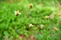 Beautiful white grass flowers on natural green background Royalty Free Stock Photo