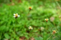 Beautiful white grass flowers on natural green background Royalty Free Stock Photo