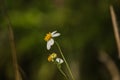 Beautiful white grass flowers.