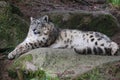 Beautiful white and gray furred snow leopard