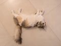 Beautiful white and gray golden cat playing around and lying down on the floor