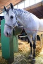 Beautiful white/gray horse at agricultural fair