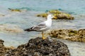 Beautiful White and Gray Seagull Standing on a Rock at a Sea Shore in Spetses Island, Greece During Summer Royalty Free Stock Photo