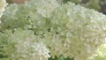 beautiful white-green blossom of tree type hydrangea in garden. close up footage