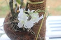 Beautiful white green dendrobium bigibbum orchid flowers blooming Royalty Free Stock Photo