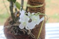 Beautiful white green dendrobium bigibbum orchid flowers blooming Royalty Free Stock Photo