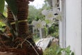 Beautiful white green dendrobium bigibbum orchid flowers Royalty Free Stock Photo