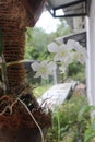 Beautiful white green dendrobium bigibbum orchid flowers Royalty Free Stock Photo