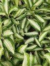 Beautiful White and Green Leaves in my Garden Royalty Free Stock Photo