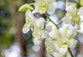 Beautiful white and green orchid, Dendrobium. Royalty Free Stock Photo