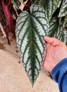 Beautiful white and green pattern of Cissus Discolor leaf, also known as Cissus Javana Royalty Free Stock Photo