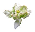 Beautiful white green tulip flower unusual shape rose isolated on white background closeup Royalty Free Stock Photo