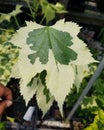 Beautiful white and green variegated leaf of Flowering Maple Souvenier De Bo Royalty Free Stock Photo