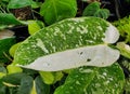 Beautiful white and green variegated leaf of Philodendron Jose Buono