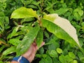 The beautiful white and green variegated leaves of Philodendron Ring of Fire Royalty Free Stock Photo