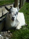 A Beautiful White and Grey Billy Goat Royalty Free Stock Photo