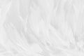 Beautiful white grey bird feathers pattern texture background Royalty Free Stock Photo