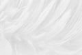 Beautiful white grey bird feathers pattern texture background Royalty Free Stock Photo