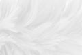 Beautiful white grey bird feathers pattern texture background Royalty Free Stock Photo