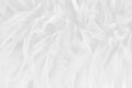 Beautiful white grey bird feathers pattern texture background Royalty Free Stock Photo