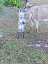 Beautiful white and Grey calf Mother love always special