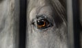 Beautiful white and grey horse, fire eyes close up Royalty Free Stock Photo