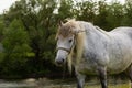 A beautiful white grey horse stays calm grazing on green grass field or pasture, its ears up and head down. Rural landscape Royalty Free Stock Photo