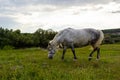 A beautiful white grey horse stays calm grazing on green grass field or pasture, its ears up and head down. Rural landscape Royalty Free Stock Photo