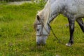 A beautiful white grey horse stays calm grazing on green grass field or pasture, its ears up and head down. Rural landscape Royalty Free Stock Photo