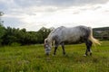 A beautiful white grey horse stays calm grazing on green grass field or pasture, its ears up and head down. Rural landscape Royalty Free Stock Photo