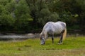 A beautiful white grey horse stays calm grazing on green grass field or pasture, its ears up and head down. Rural landscape Royalty Free Stock Photo