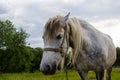 A beautiful white grey horse stays calm grazing on green grass field or pasture, its ears up and head down. Rural landscape Royalty Free Stock Photo