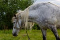 A beautiful white grey horse stays calm grazing on green grass field or pasture, its ears up and head down. Rural landscape Royalty Free Stock Photo