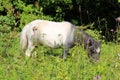 Beautiful white-grey pony eating grass on the lawn with flowers on a Sunny summer day