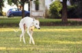 Beautiful white greyhound walking on the grass Royalty Free Stock Photo