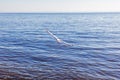 Beautiful white gull flies by the sea Royalty Free Stock Photo