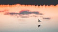 A beautiful white gull soars above the surface of the lake Royalty Free Stock Photo