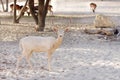 Beautiful white hart Fallow deer Royalty Free Stock Photo